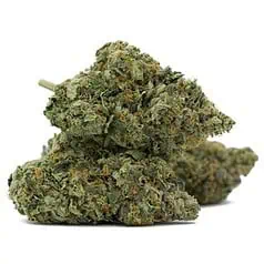 Biscotti 41 Strain